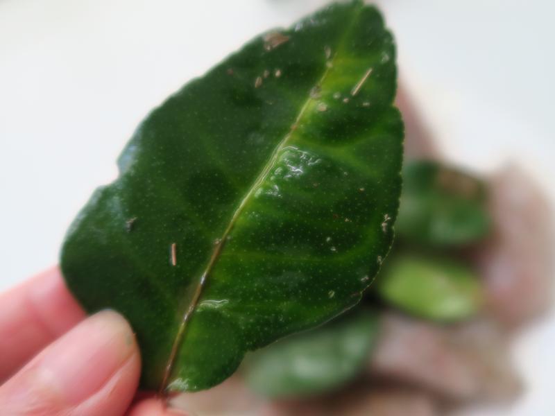 ����Ҷ���������