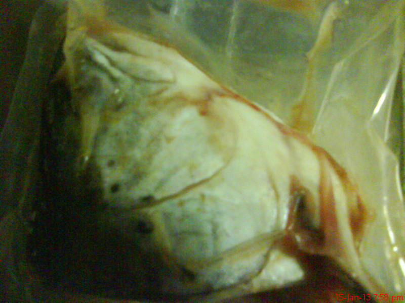 �̿���������������