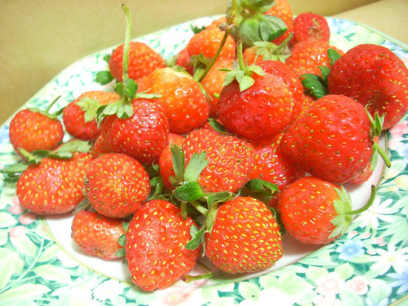 ����ݮ�Ͱ�ӥ�����̡���ݮ������ͷ������