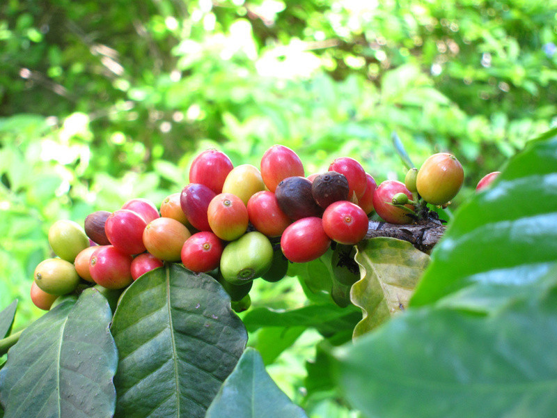 ���ȼ���������