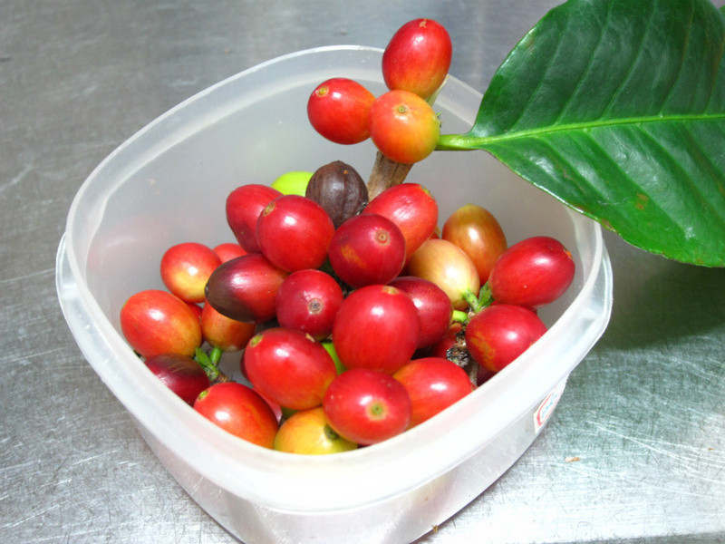 ���ȼ���������