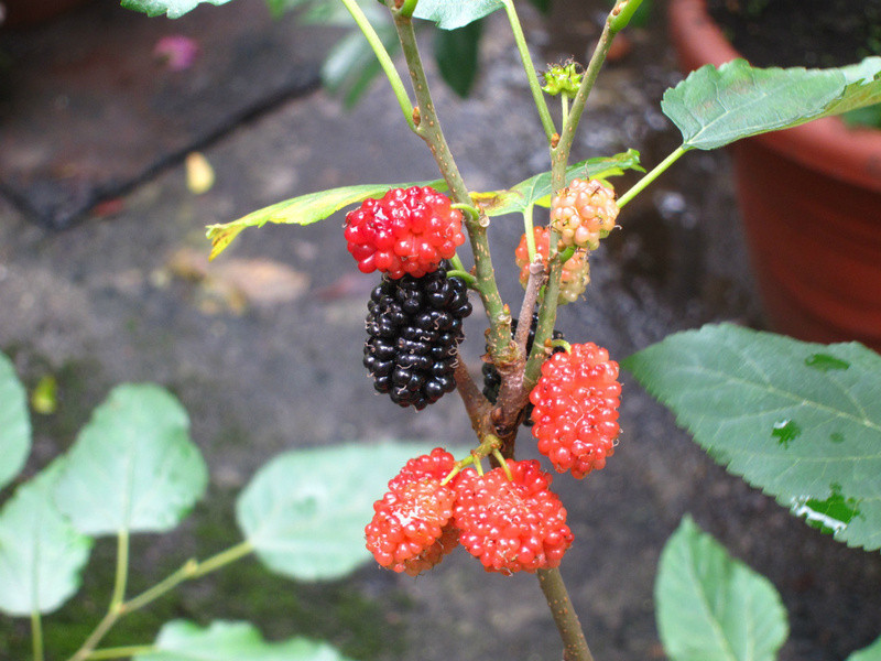 ɣ�ۼ��������