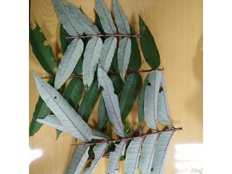 �̴��̶���������