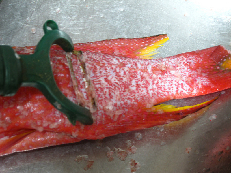 ��Ƭ��������Ұ�����m��������