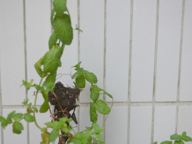 �Ϲϡ�â��������-����ˮ���͵�����