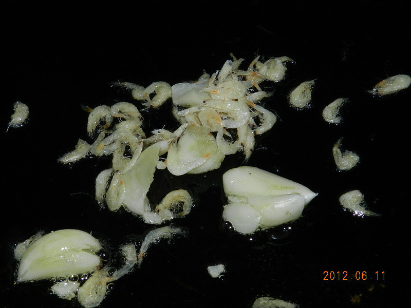 Ϻ�����Ĳ˵�����