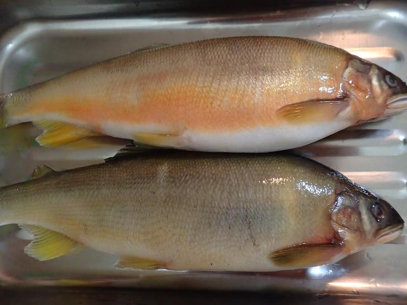 ˮ�������������