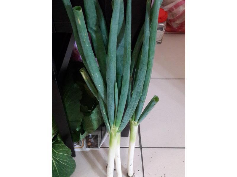 ��ʽ�ݲ˼�������������