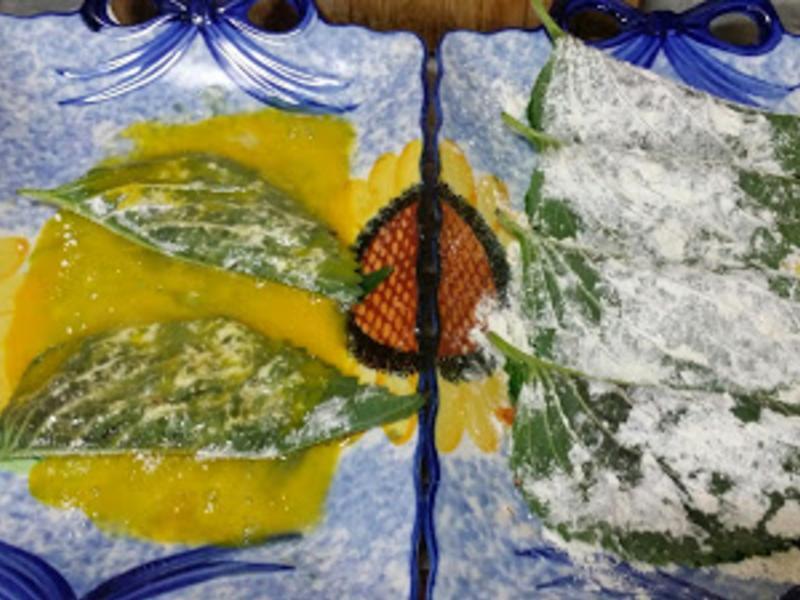 ֥��Ҷ�ݲ�������???????������