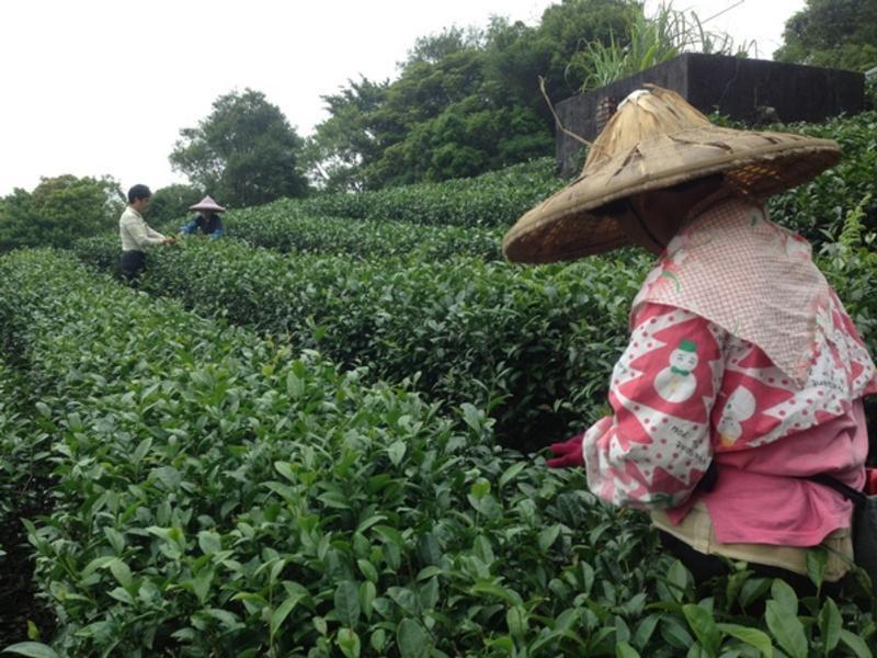 ��Ҷ���ִ������