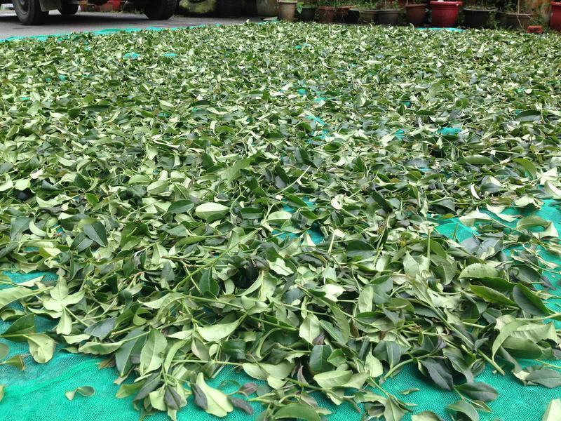 ��Ҷ���ִ������