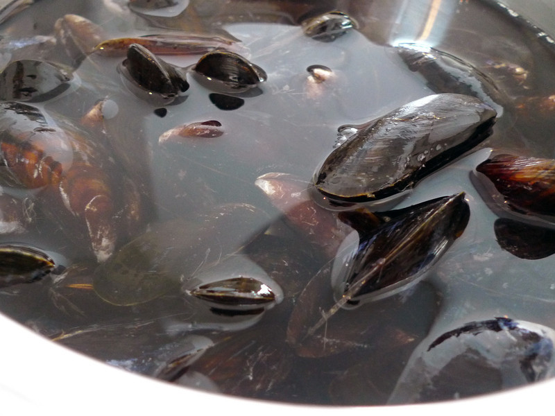 ��ζ���˹�������