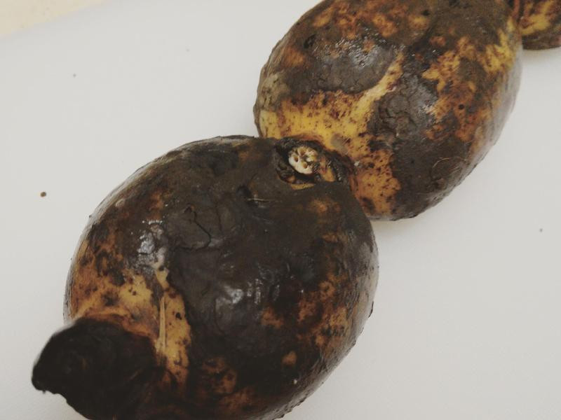 ���ʳ��-��ź�Ź���������