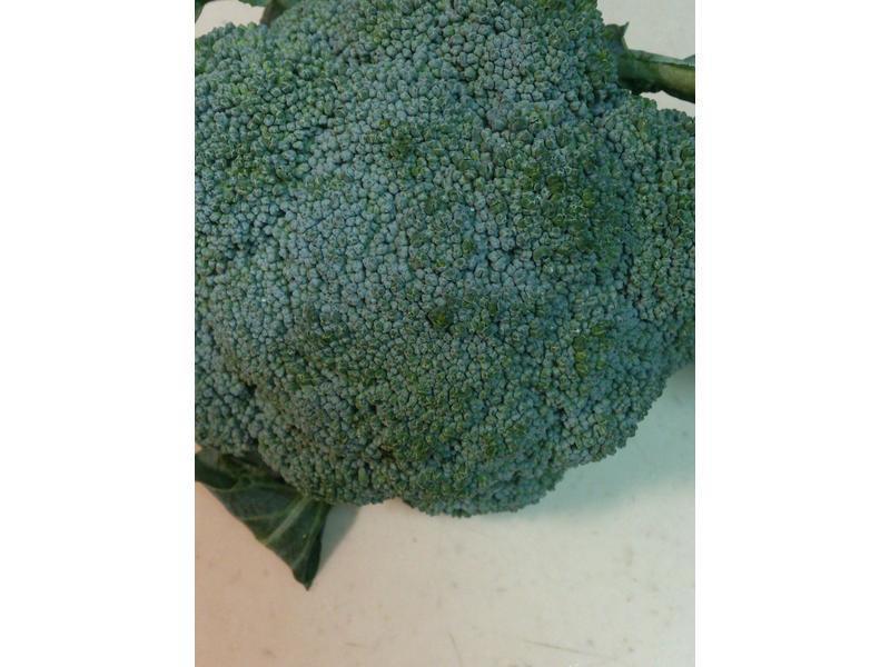 ��ϴ��Ҭ�˵�����