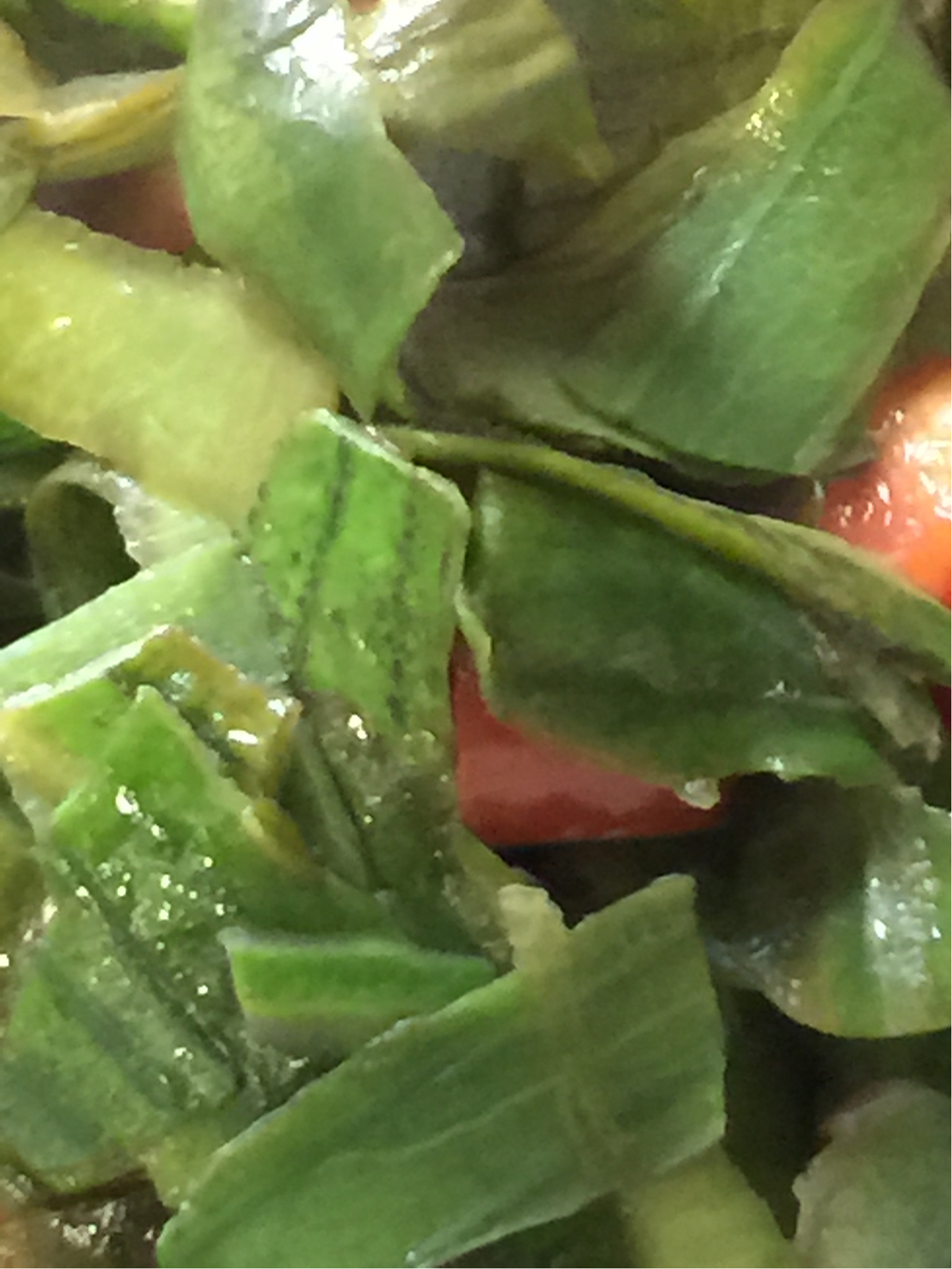 ����˿��Ƥ������