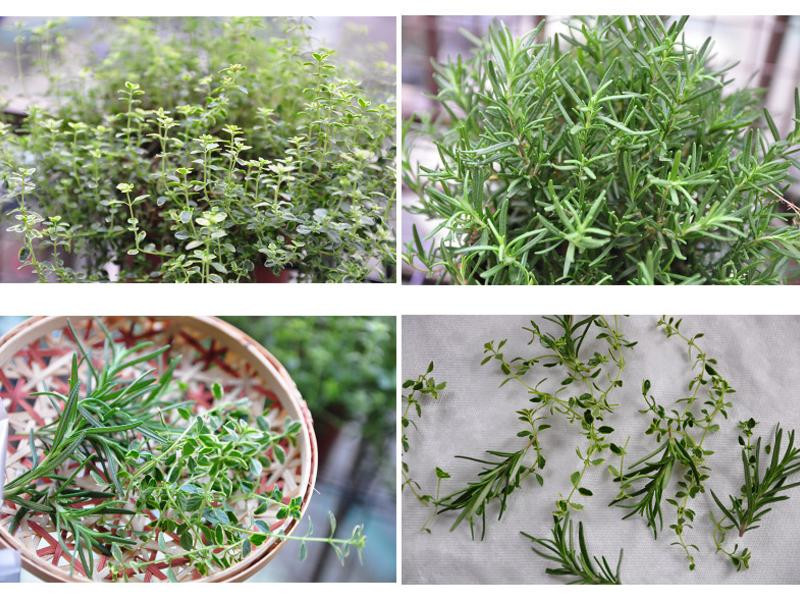 �������ެ�ѵ�����