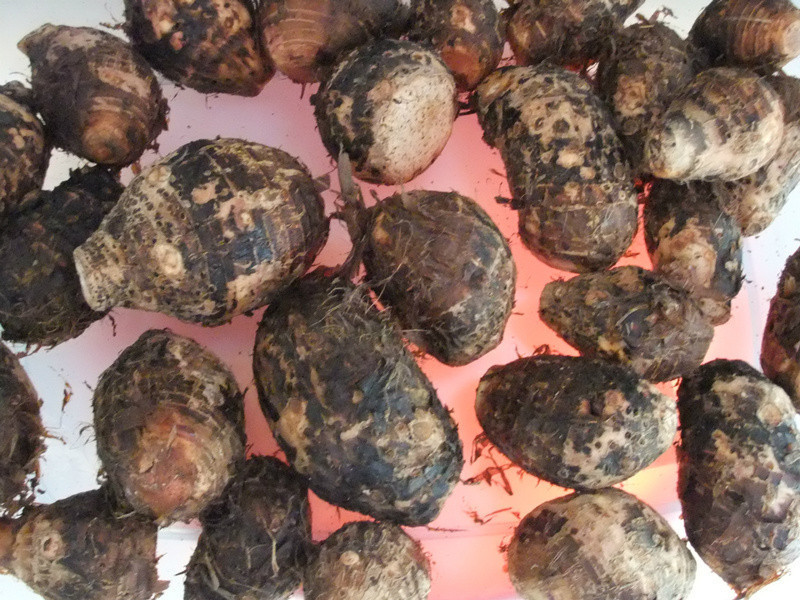 С��������~��ڵ�����-��ͳ��ͷ�������