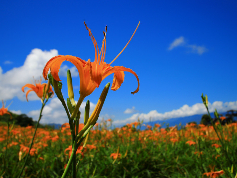 �����뻨�����ջ���������