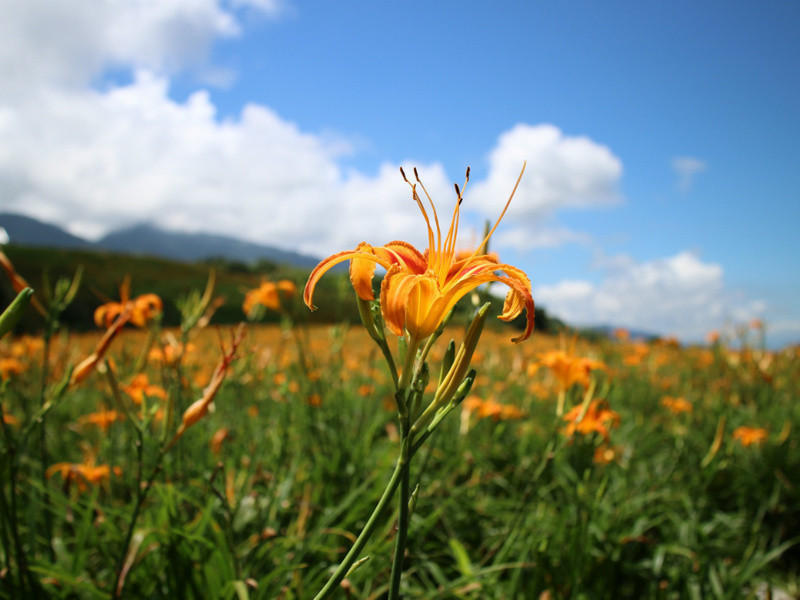 �����뻨�����ջ���������