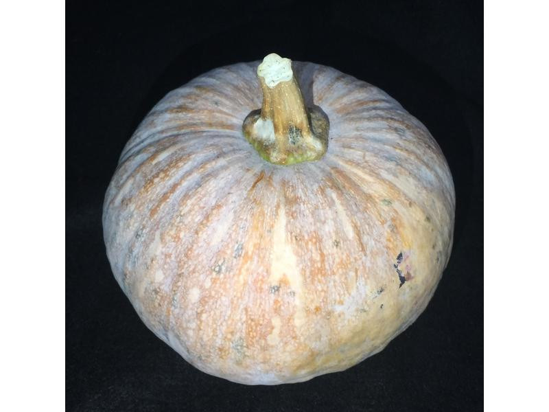 ���������ϹϽ���������