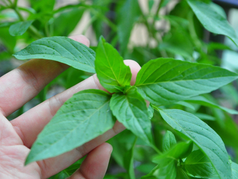 �ֹ������ӱ�����������