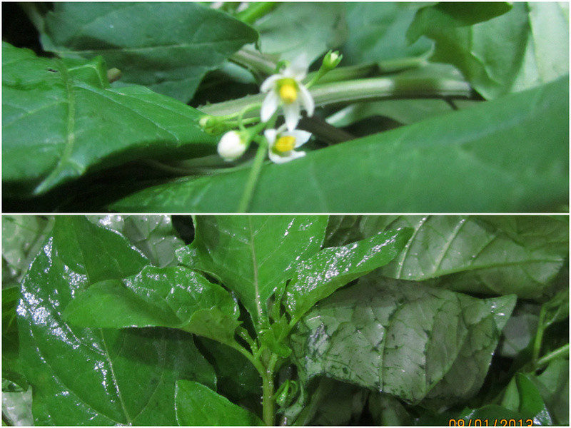 ����ظ�ʲ��Ұ����������