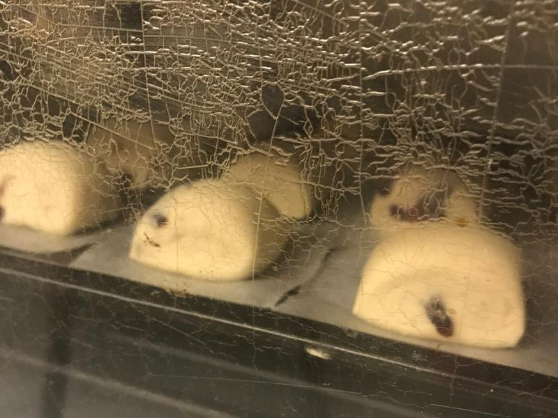 ţ����Խݮ��ͷ������