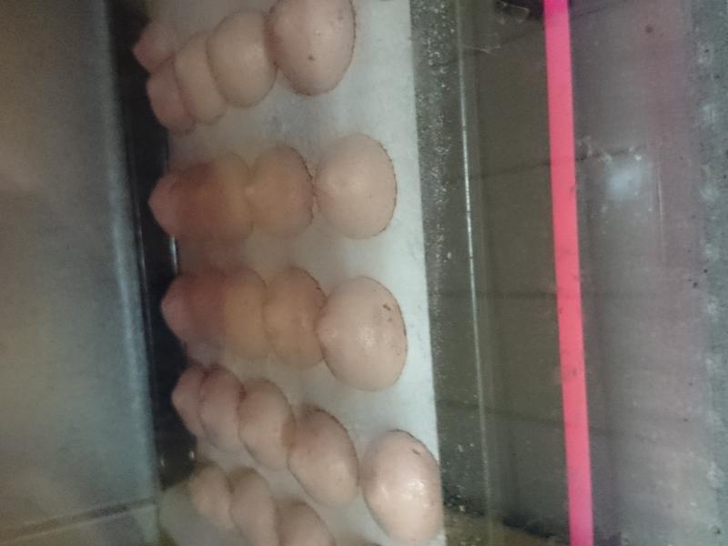 ��Ϲ���ţ��������