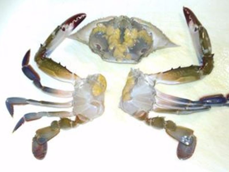 ���͵��з ��ʱ�����ĸ�¶֮ζ��������