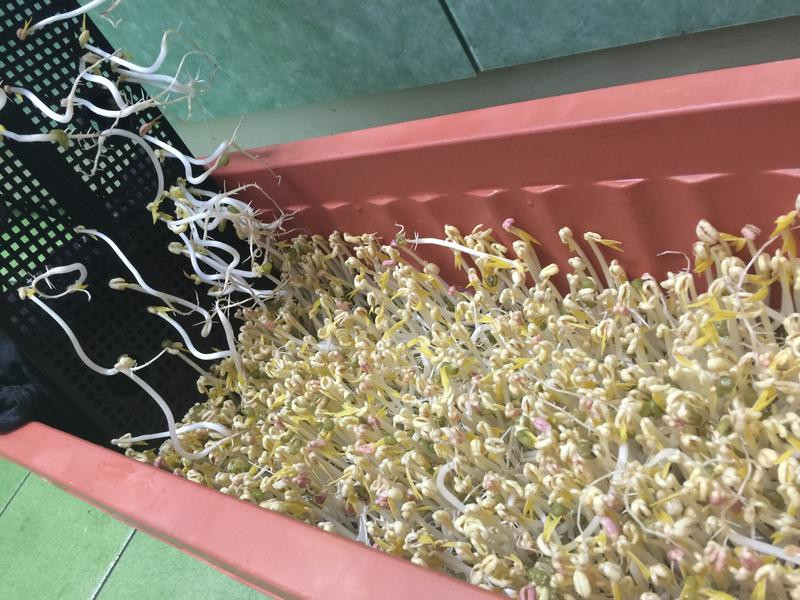 ��ֲ�л��̶�ѿ�˵�����