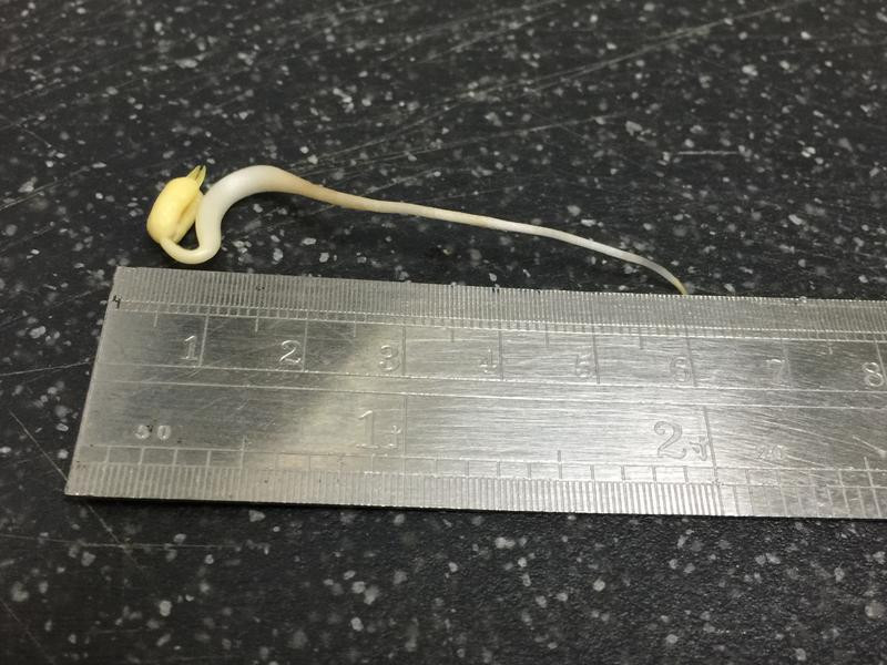 ��ֲ�л��̶�ѿ�˵�����