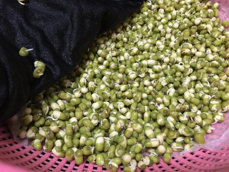 ��ֲ�л��̶�ѿ�˵�����