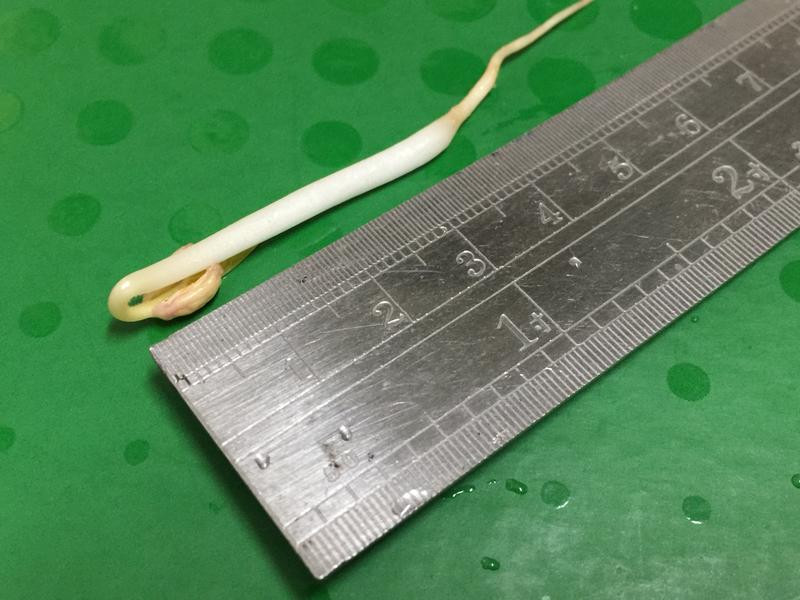 ��ֲ�л��̶�ѿ�˵�����