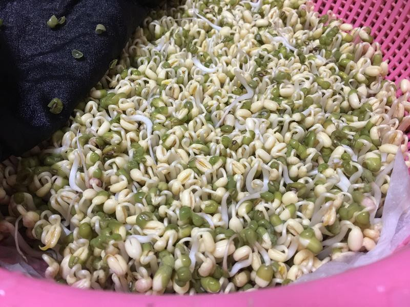 ��ֲ�л��̶�ѿ�˵�����