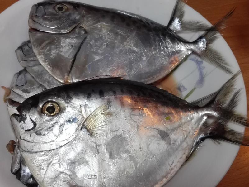 ������Ƥ���������