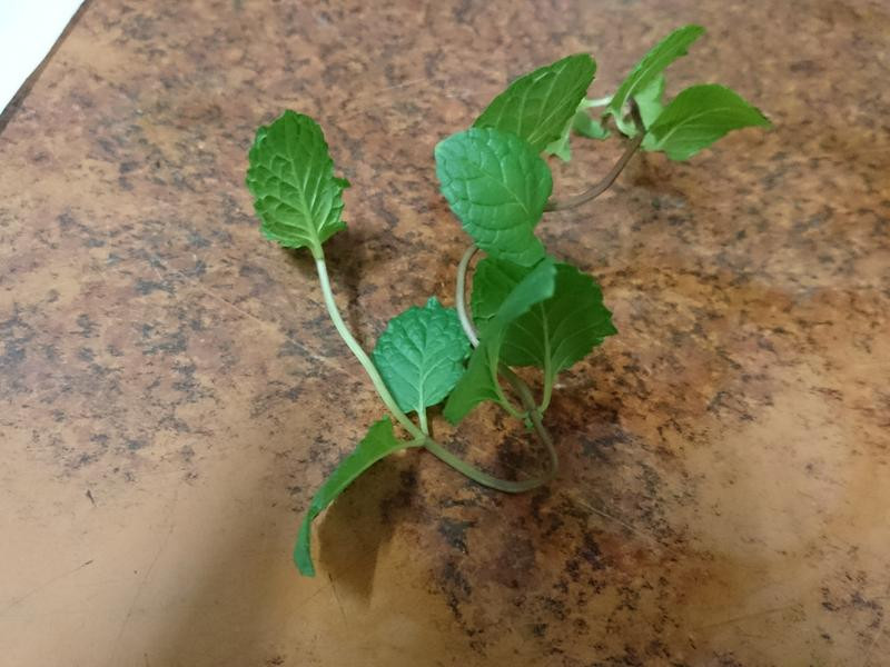 â������ѩ�ҵ�����