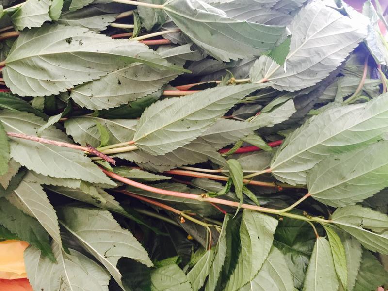 ��Ҷ���������