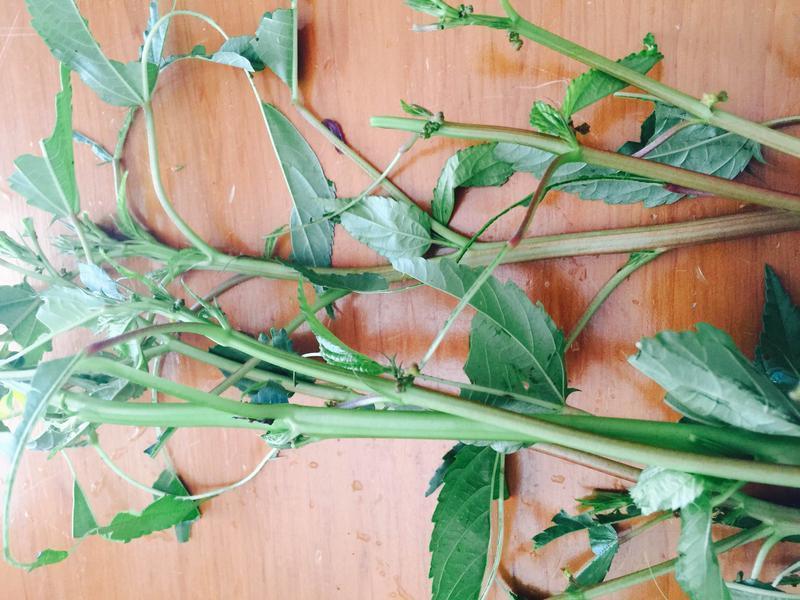 ��Ҷ���������