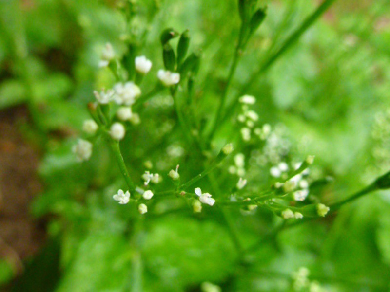 �����ֹ��Ϲ�����������