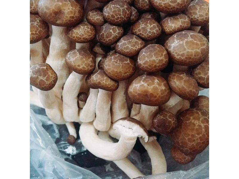 ������ʷ�������