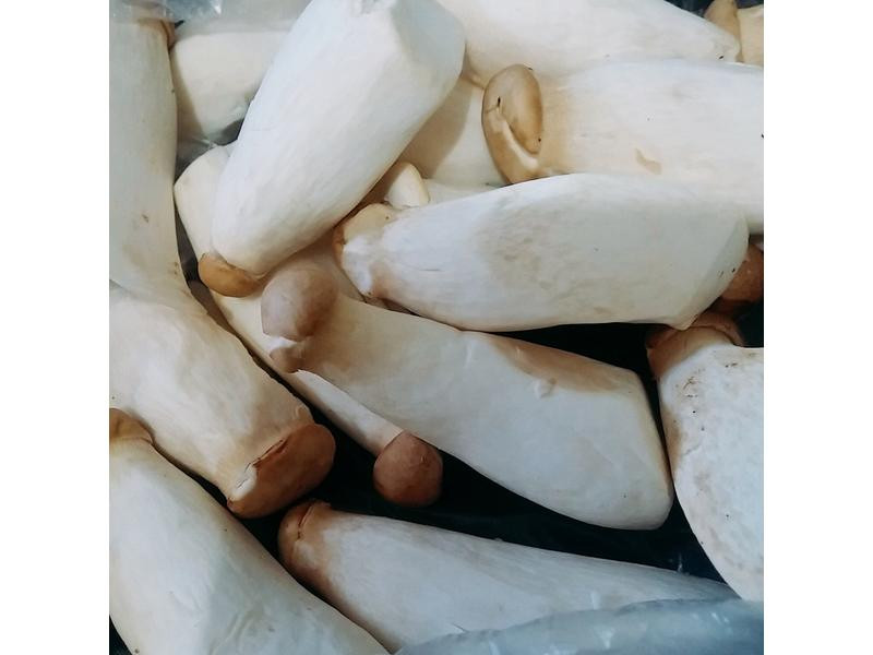 ������ʷ�������