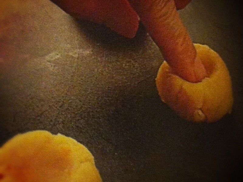 �ٱ�������ɵ�����