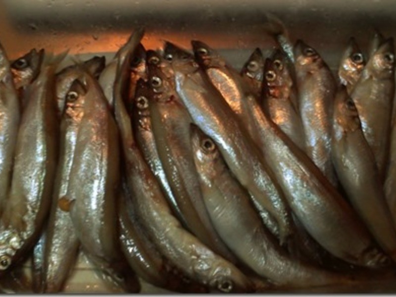 �������ͻ�֮�ο���Ҷ�������