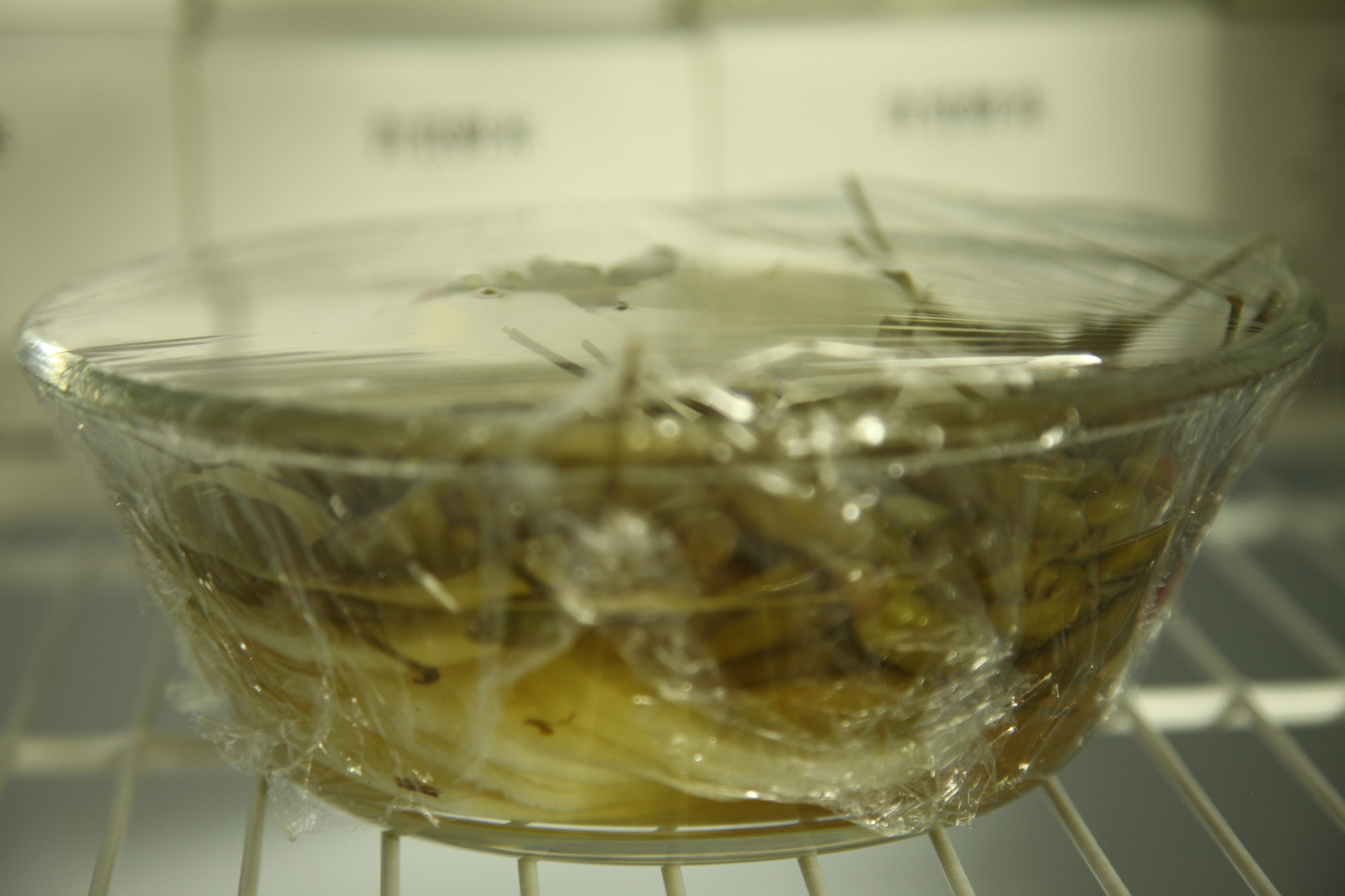 �м��ʳ��� | ��ѩ�����ͣ���ˬ���ܲ�������