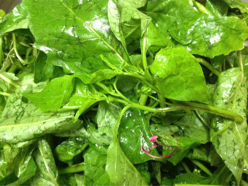 �����в��������