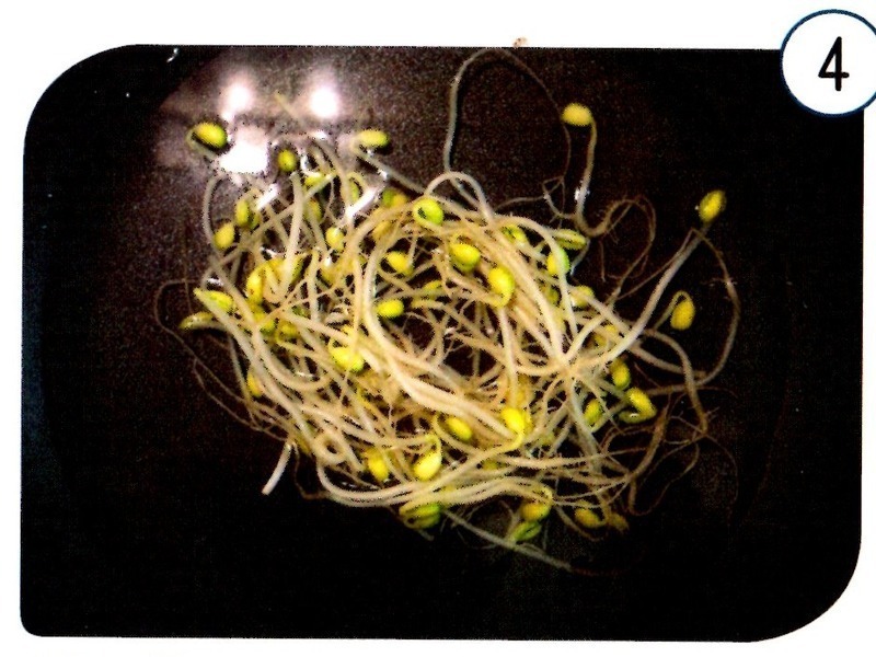 ������ֽϺ��ɳ�� (Vietnamese Salad Roll)������