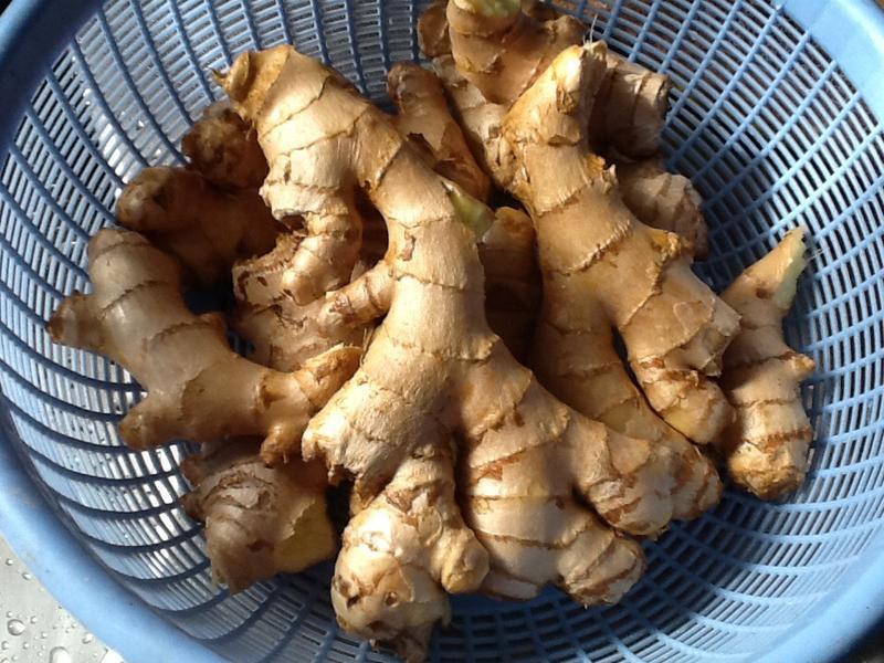 ����ש������