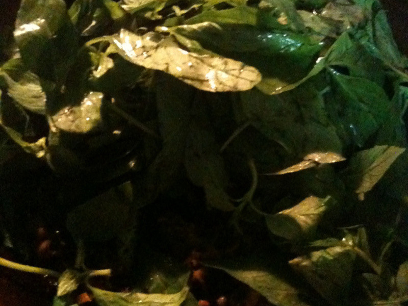 �쳴����������������