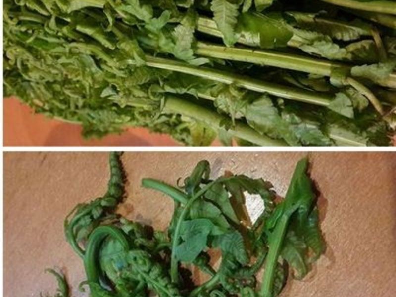 ����ɳ����è������