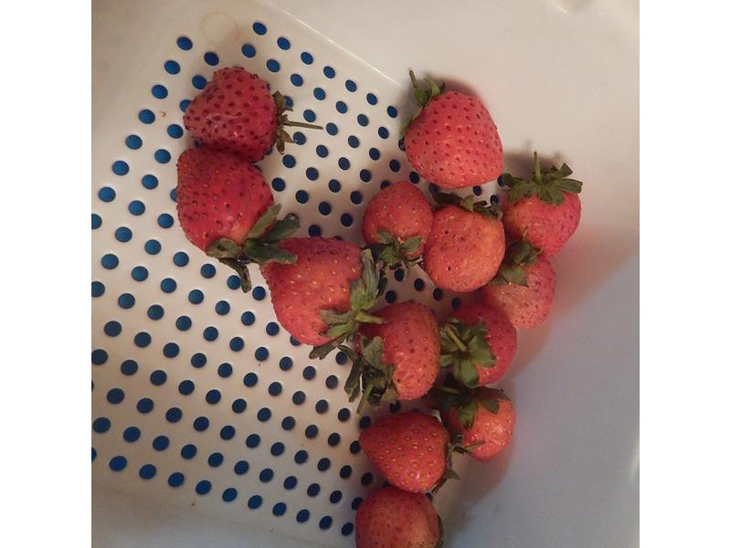 ����ݮ�������ӵ�����